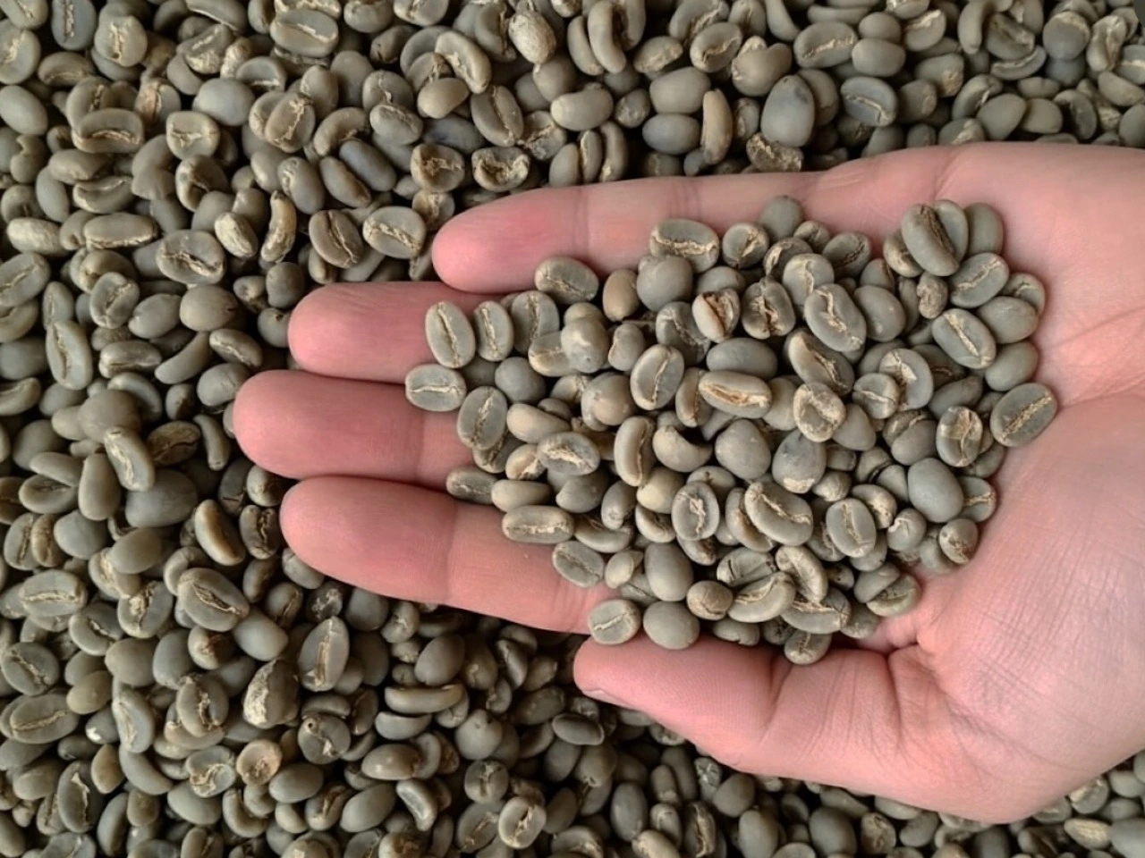 Colombian green coffee supplier - DUQCAFÉ